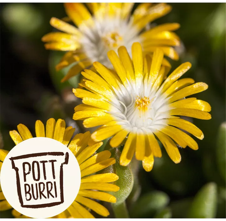 Coopers Mittagsblume