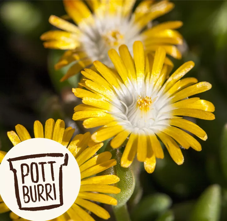 Coopers Mittagsblume