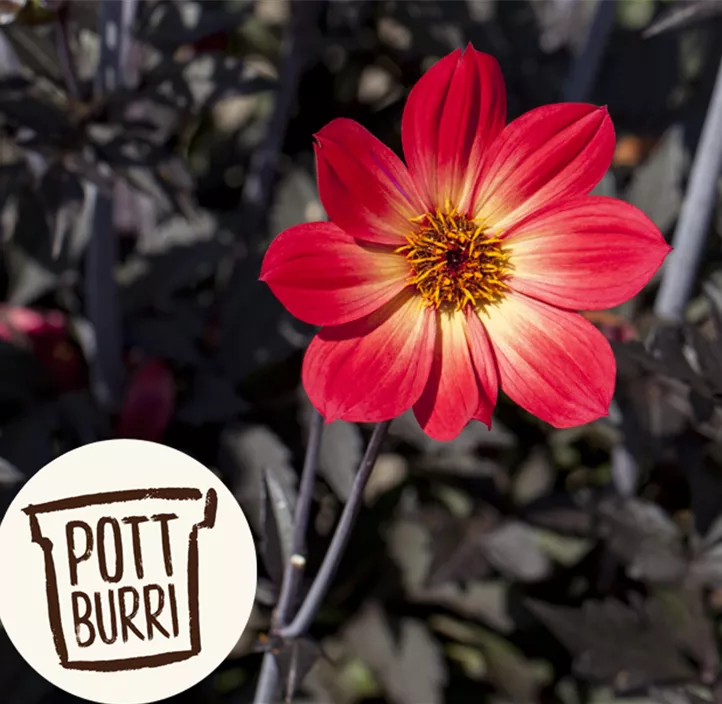 Dahlie 'Happy Days' Dahlie 'Happy Days'