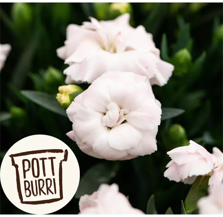 Gartennelke 'Oscar®'