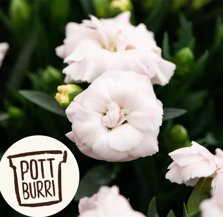 Gartennelke 'Oscar®'