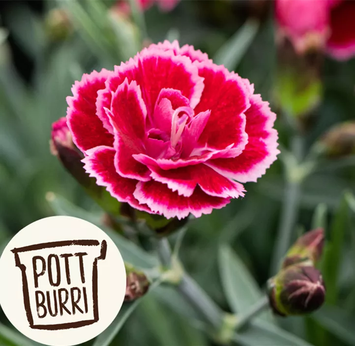 Nelke 'Diantica®' Nelke 'Diantica®'