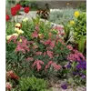 bellaflora Gartencenter GmbH
