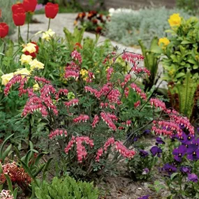 Dicentra formosa Pink Diamonds