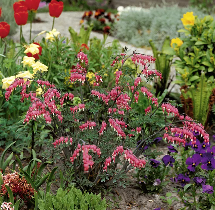 Zwerg-Herzblume 'Pink Diamonds'