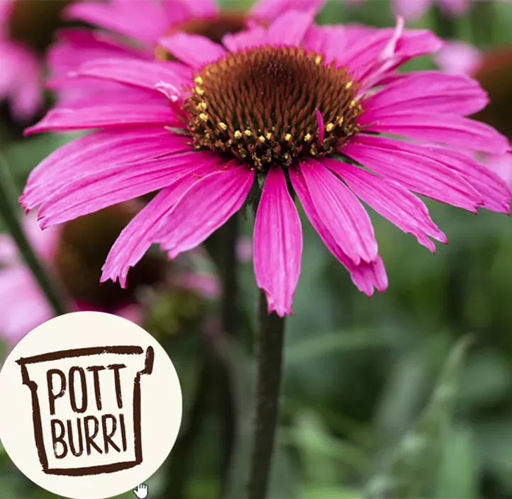 Garten-Scheinsonnenhut 'Prairie Splendor® Compact Dark Rose' Garten-Scheinsonnenhut 'Prairie Splendor® Compact Dark Rose'