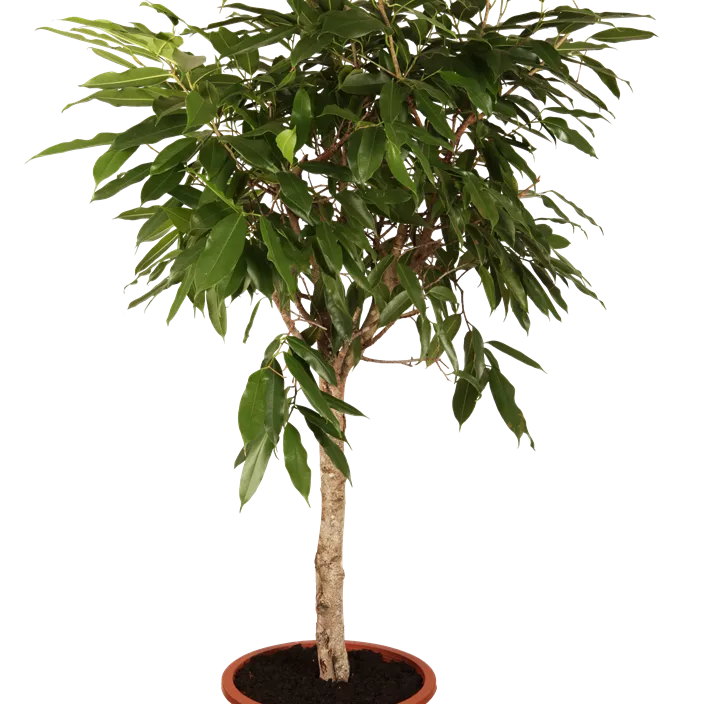 Verzweigter Gummibaum