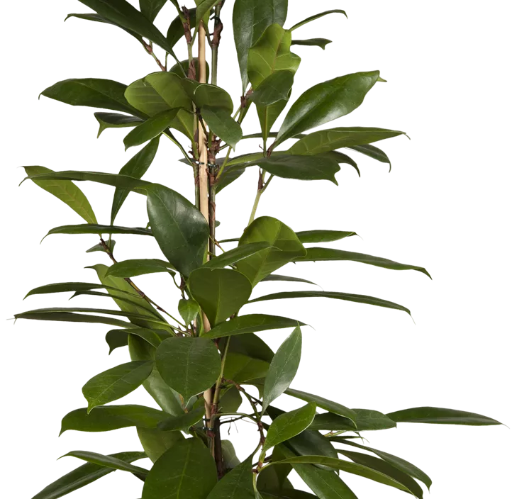 Verzweigter Gummibaum