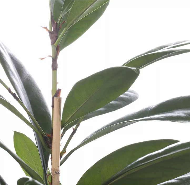 Verzweigter Gummibaum