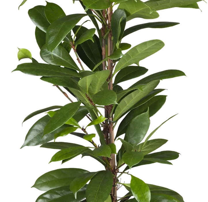 Verzweigter Gummibaum