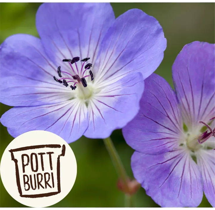 Garten-Storchschnabel 'Bloom Me Away'