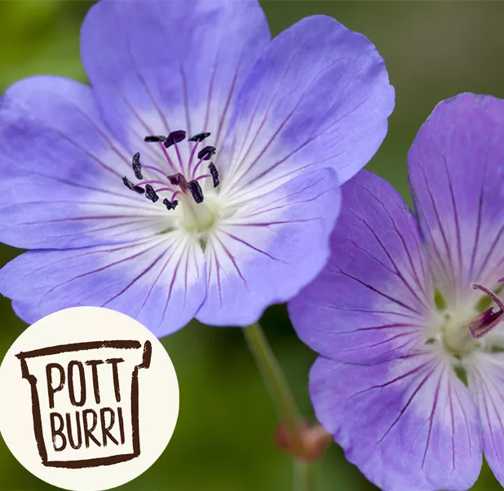 Garten-Storchschnabel 'Bloom Me Away'