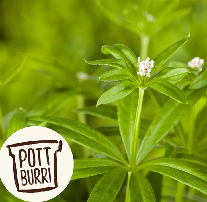 Echter Waldmeister Echter Waldmeister