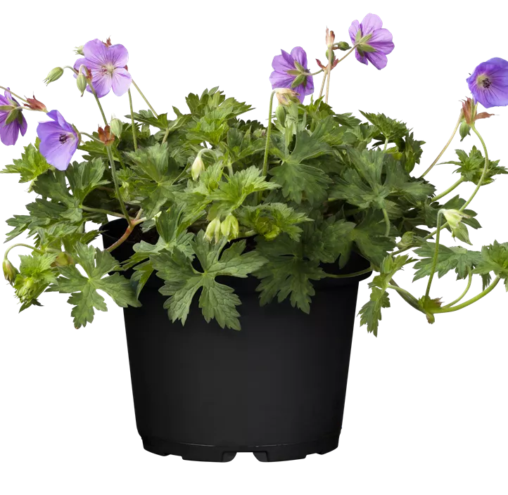 Storchschnabel 'Rozanne'® Storchschnabel 'Rozanne'®