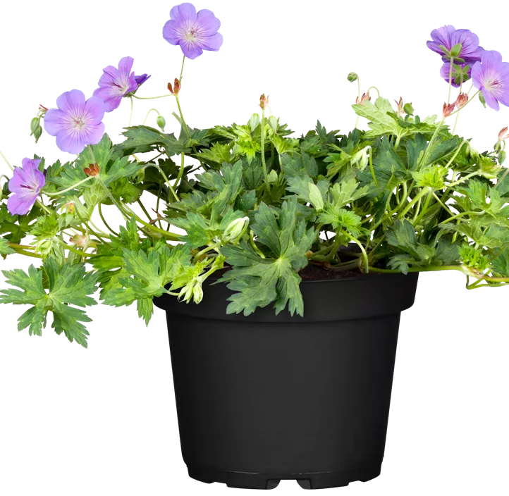 Storchschnabel 'Rozanne'® Storchschnabel 'Rozanne'®