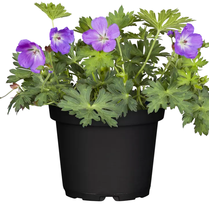 Storchschnabel 'Rozanne'® Storchschnabel 'Rozanne'®