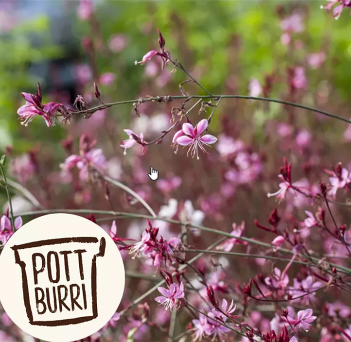 Garten-Prachtkerze 'Gaudi Rose'