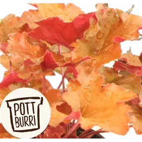 Heuchera Creme Brulee Pottburri
