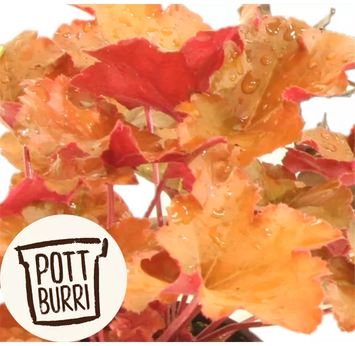 Purpurglöckchen