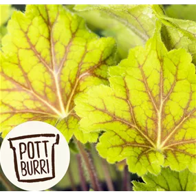 Heuchera Electra Pottburri