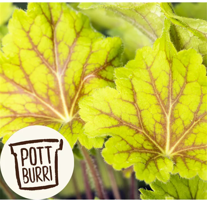 Garten-Purpurglöckchen 'Electra'®