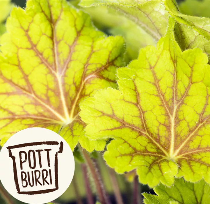 Garten-Purpurglöckchen 'Electra'® Garten-Purpurglöckchen 'Electra'®