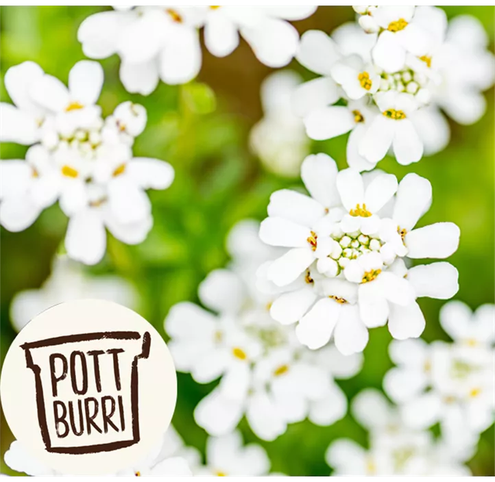 Immergrüne Schleifenblume