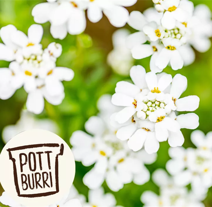 Immergrüne Schleifenblume Immergrüne Schleifenblume