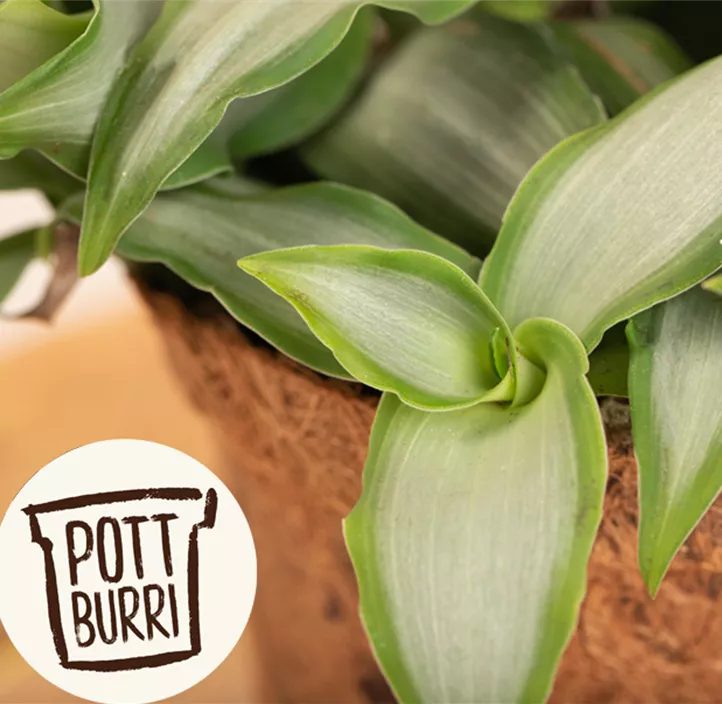 Peking-Gras  Peking-Gras