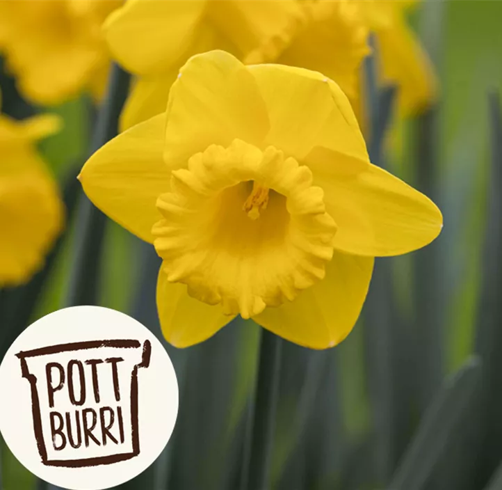 Trompeten-Narzisse 'Gold Medal'