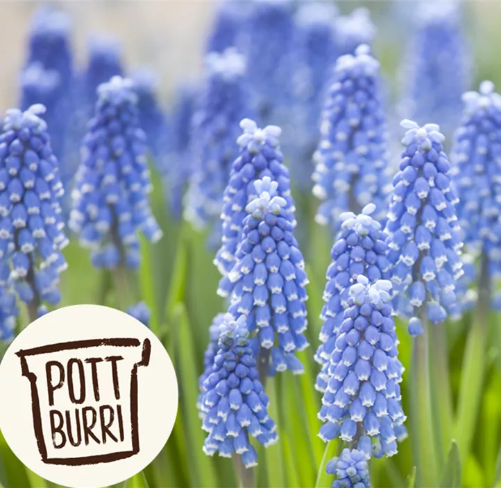 Traubenhyazinte 'Blue Smile'