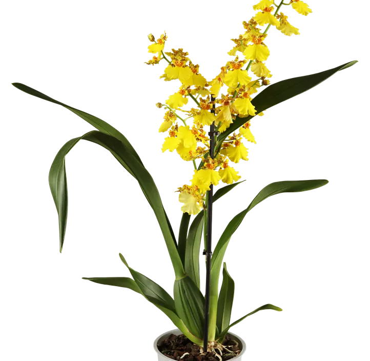 Oncidium Oncidium