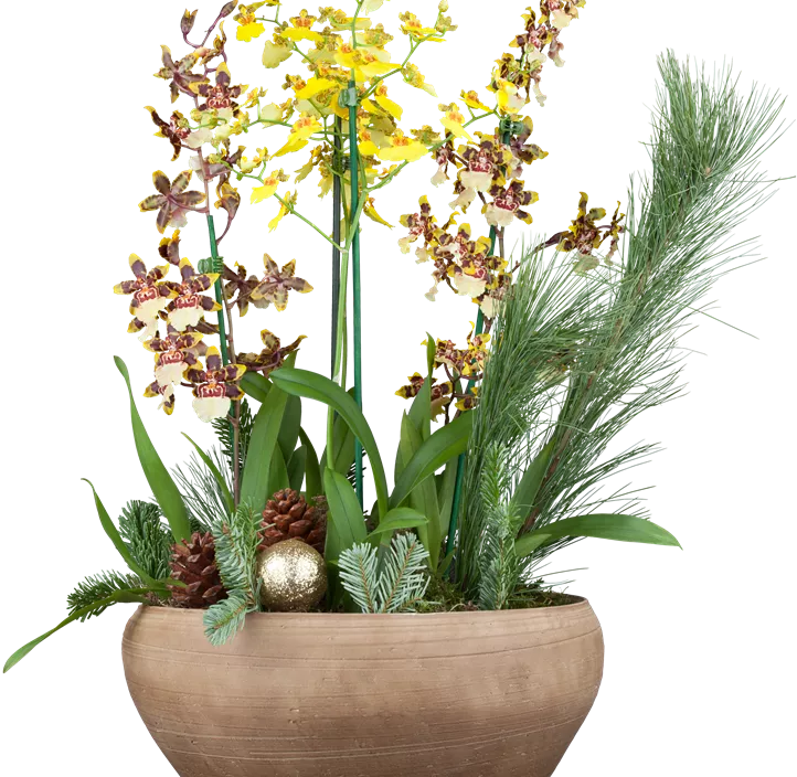 Oncidium Oncidium