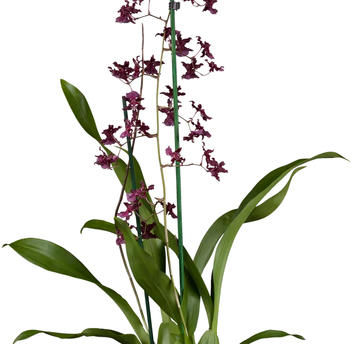 Oncidium Oncidium