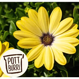 Osteospermum ecklonis Pottburri