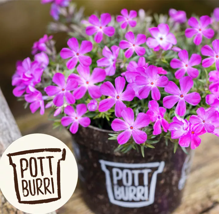 Garten-Teppich-Flammenblume