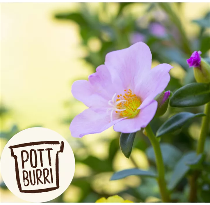 Portulakröschen