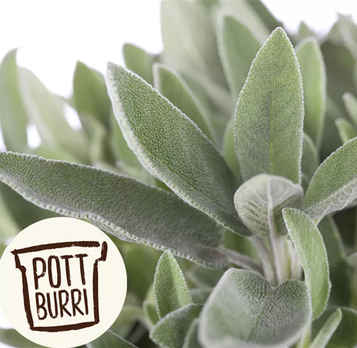 weißer Räuchersalbei weißer Räuchersalbei