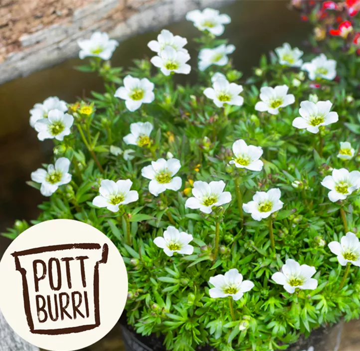 Garten-Moos-Steinbrech Garten-Moos-Steinbrech