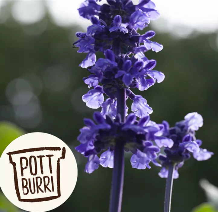 Mehliger Salbei 'Mystic' Mehliger Salbei 'Mystic'