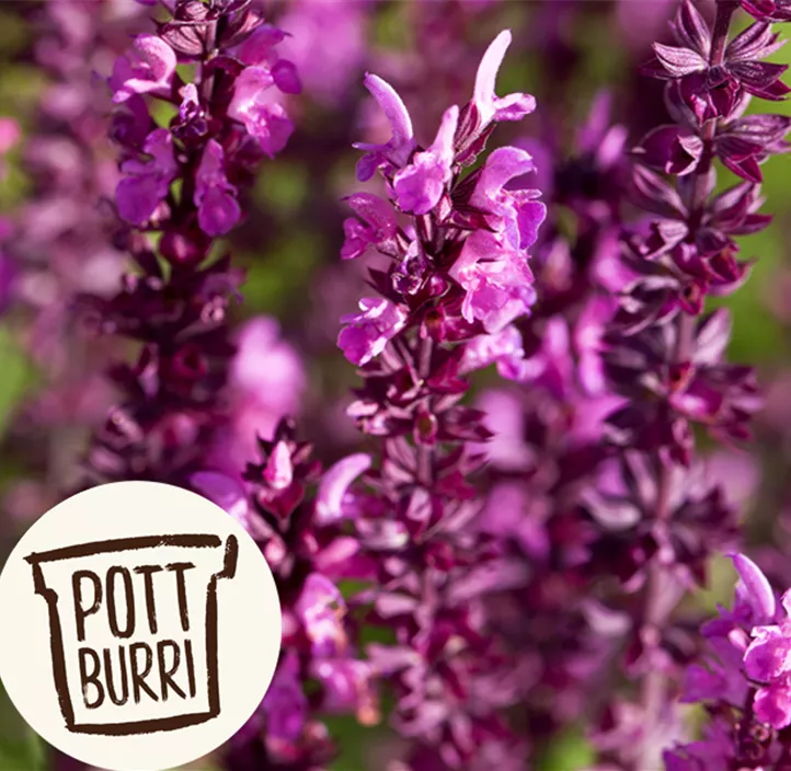 Garten-Blüten-Salbei 'Rose Marvel'