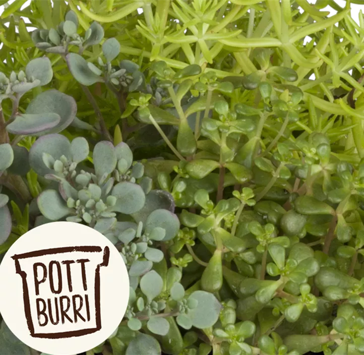 Garten-Fettblatt Mix Garten-Fettblatt Mix