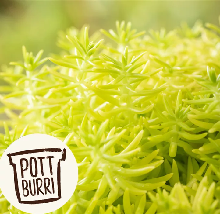 Fetthenne 'Yellow Bouquet'