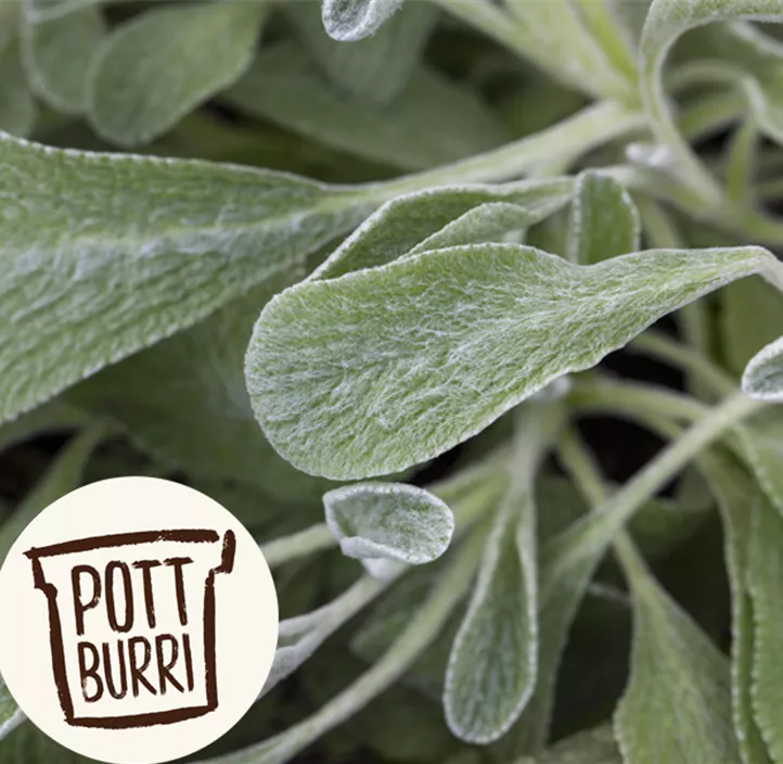 Griechischer Bergtee Griechischer Bergtee