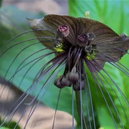 Tacca chantrieri 