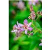 bellaflora Gartencenter GmbH