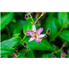 bellaflora Gartencenter GmbH
