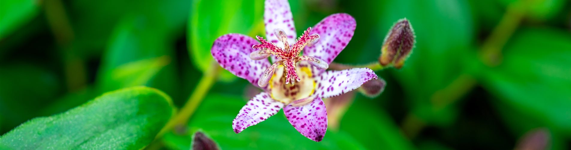 Tricystris Pink Freckles