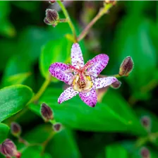 Exklusive Staudenvielfalt