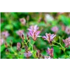 bellaflora Gartencenter GmbH